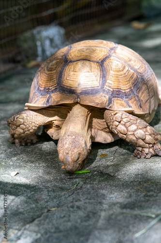 Big tortoises walking on the ground.
