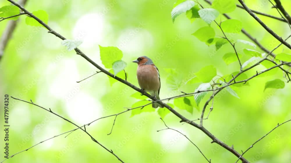 Adult male Common chaffinch, Fringilla coelebs standing on a Birch branch on a spring evening in Estonian boreal forest. Adult male Common chaffinch, Fringilla coelebs standing on a Birch branch on a spring evening in Estonian boreal forest.