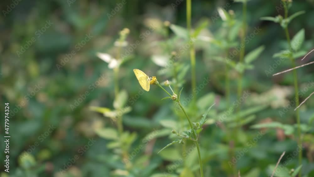 Yellow Butterfly is sitting on the flower Yellow Butterfly is sitting on the flower