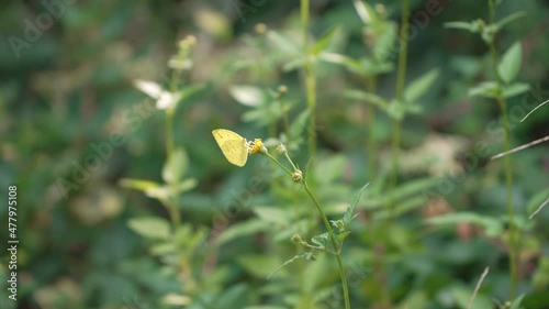 Yellow Butterfly is sitting on the flower photo