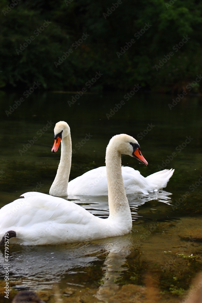 Swans On The Lake Swans On The Lake