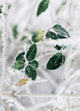 Green frosted leaves in winter