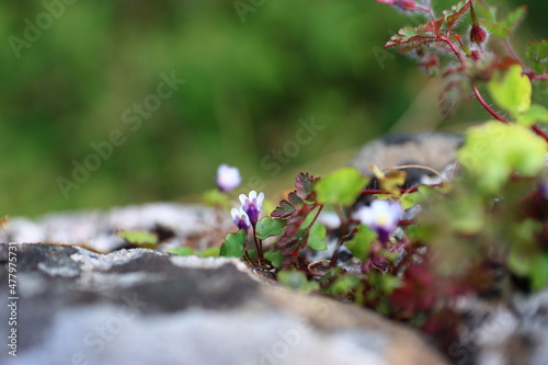 Flowers In The Wild