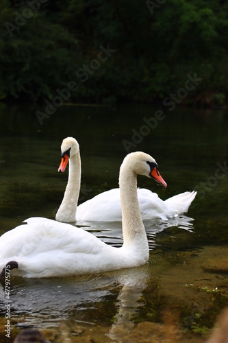 Swans On The Lake