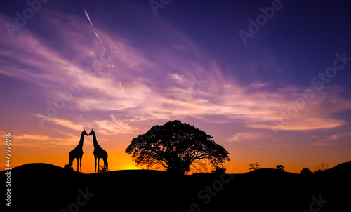 Amazing sunset and sunrise. Panorama silhouette in africa with sunset, dramatic sunrise safari. african giraffe theme.