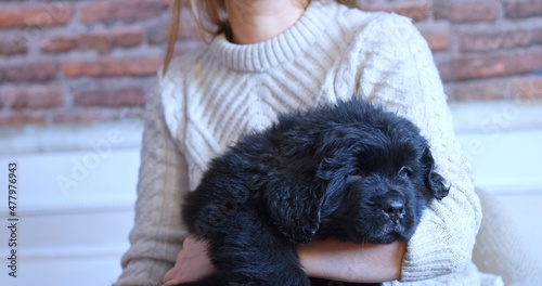 Newfoundland puppy resting in the arms of a girl.