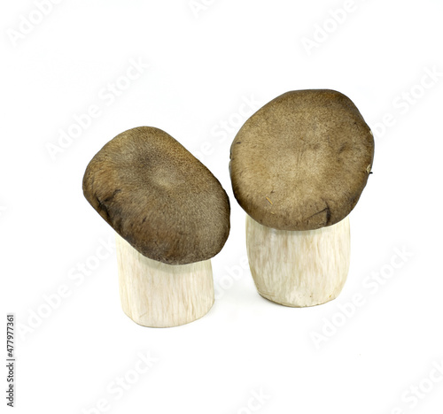 mushroom isolated on white background photo