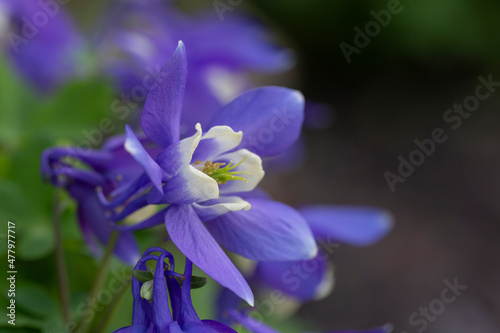 Blue aquilegia blooming in the garden. Perennials, landscaping, floriculture.