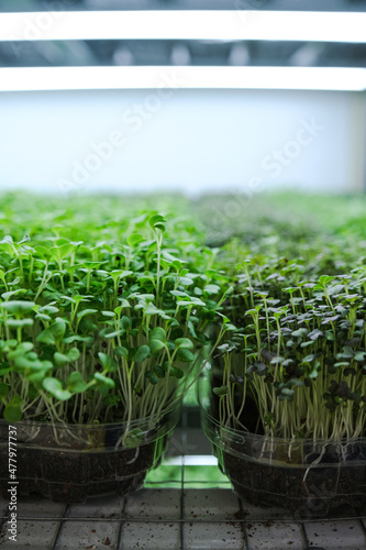 Fresh herbs sprouted on coconut substrate. Microgreens, healthy food concept