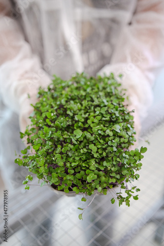 Vegan micro greens. Growing germinated seeds of microgreens close-up. Healthy food concept.