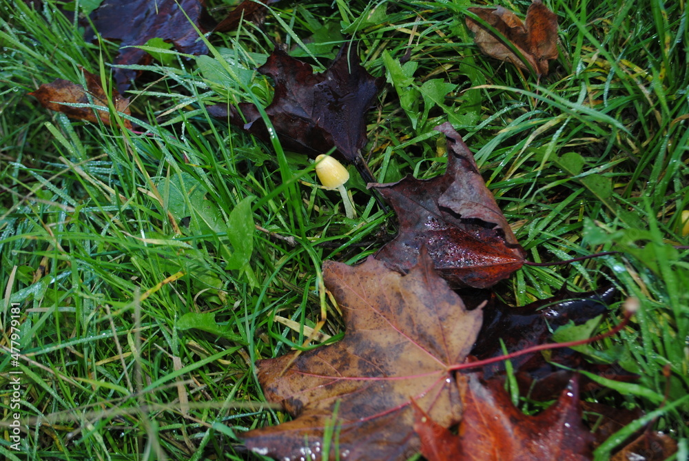 Funghi