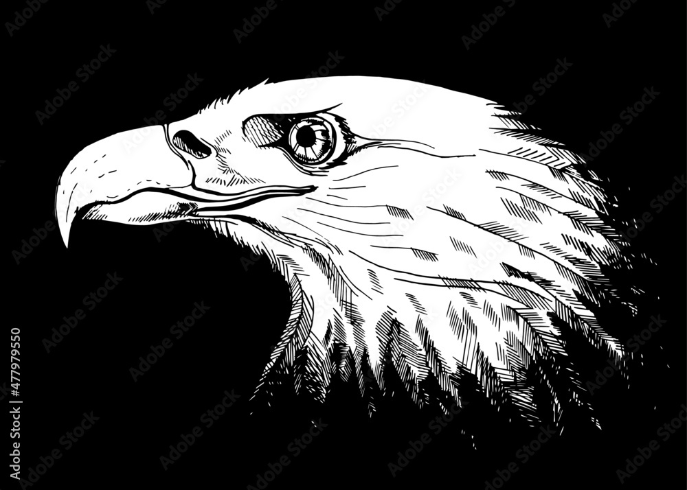 vector graphic realistic freehand drawing of head of beautiful proud eagle imitation black ink isolated on black background. useful for animal advocates, zoo, nature reserves, print, t-shirts, tattoo. vector graphic realistic freehand drawing of head of beautiful proud eagle imitation black ink isolated on black background. useful for animal advocates, zoo, nature reserves, print, t-shirts, tattoo.