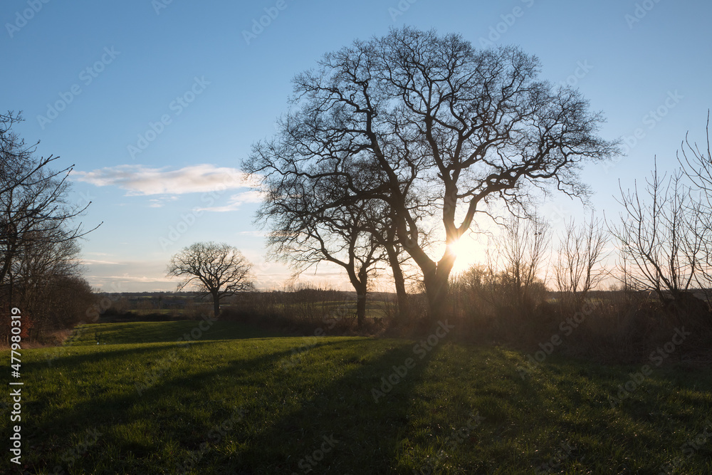 Feld mit Eiche 