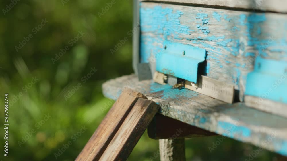 Bees fly into the hive close-up. Honey bees fly out and fly into the entrance of the wooden hive. Beekeeping concept Bees fly into the hive close-up. Honey bees fly out and fly into the entrance of the wooden hive. Beekeeping concept