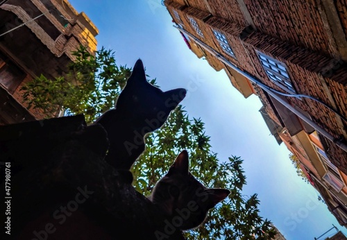 Photography Look of cats