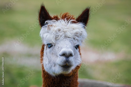 alpaca with bright blue eyes looking very close into the camera portrait in detail focus