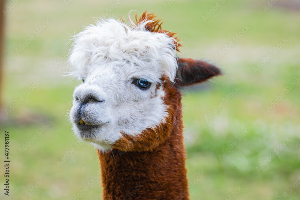 Obraz premium alpaca with bright blue eyes looking very close into the camera portrait in detail focus
