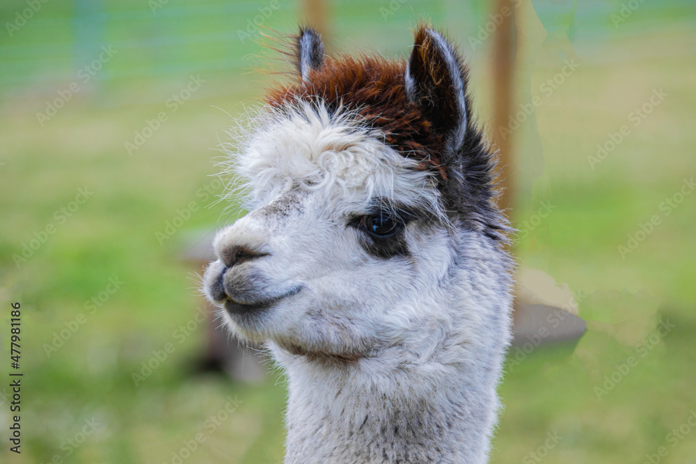 funny alpaca looking very close into the camera portrait in detail focus