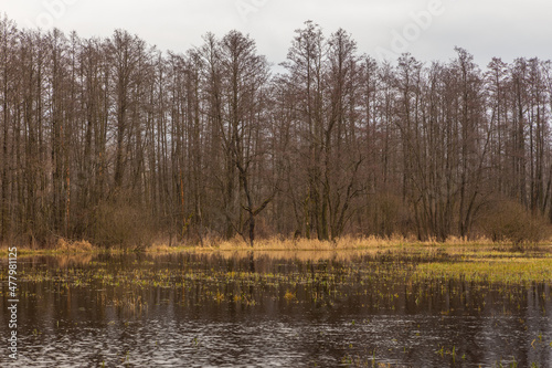 Swamps in Kampinos Forest, Masovian, Poland.