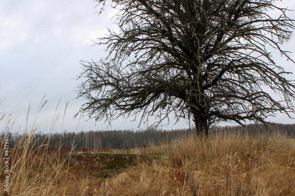 A lonely tree near a stone in the middle of a large field against the background of a forest A lonely tree near a stone in the middle of a large field against the background of a forest