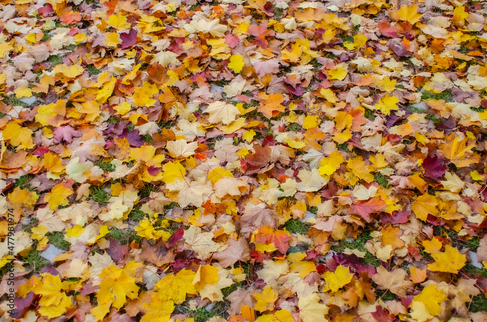 Autumn leaves background with maple leaves in differnt colors Autumn leaves background with maple leaves in differnt colors