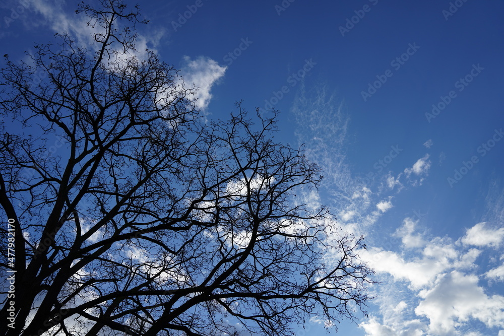 Baum mit Himmel in Köln