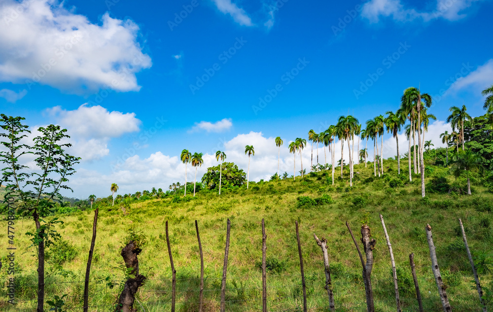Dominican Republic jungle landscape