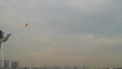 Seagull flies and catches the food  photo