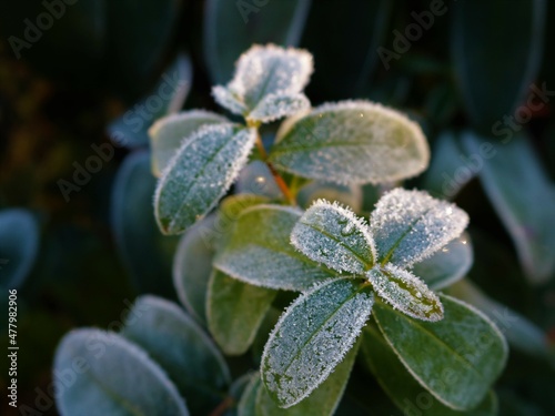 lowering of temperature in nature in macro details, dew icing on green leaves of a garden plant, ice needles on rounded leaves of a flower, cold snap weather conditions in nature details