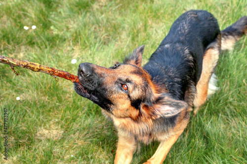 Chien berger allemand qui joue avec un bâton