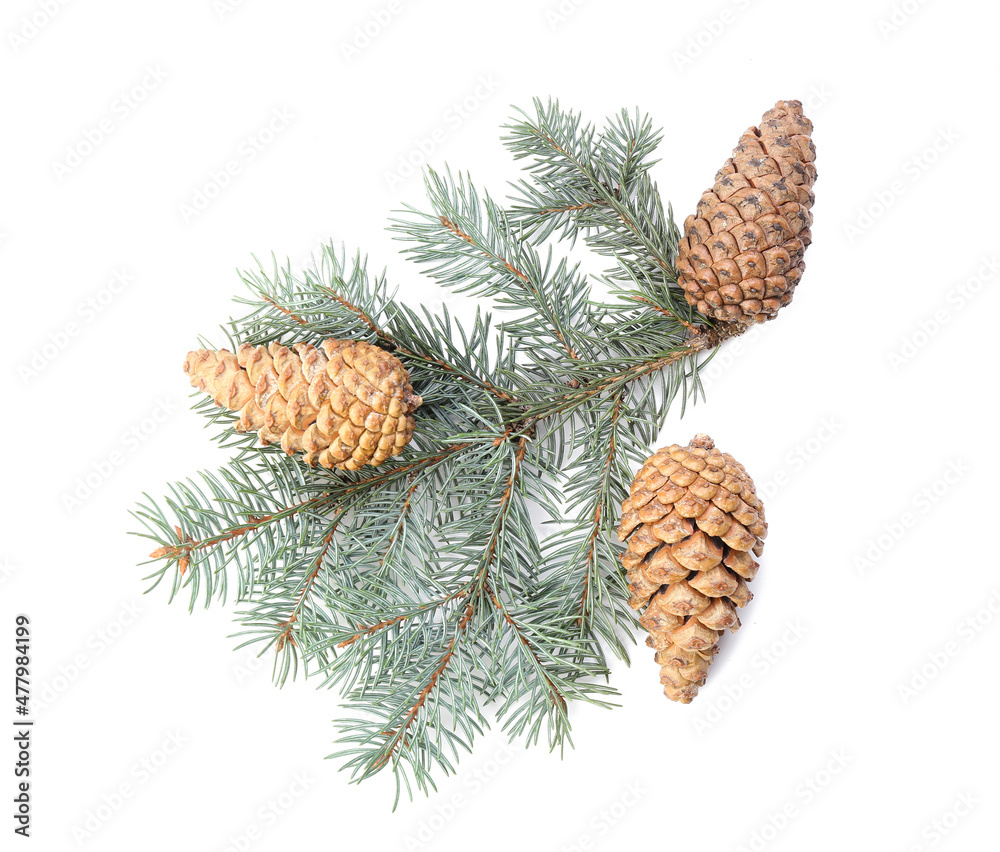 Fir branch with beautiful pine cones on white background Fir branch with beautiful pine cones on white background