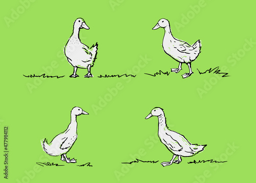 Hand drawn ducks. Vector poultry illustration. Black drawing, white textural silhouette on a green background