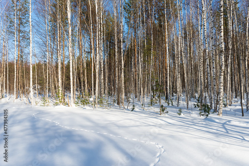 Wallpaper Mural The footprints of the beast in the winter forest. Winter landscape Torontodigital.ca