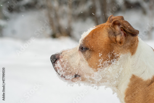 Fototapeta Naklejka Na Ścianę i Meble -  Close up portrait of a beautiful dog with snowflakes on his face. American Staffordshire Terrier on a winter walk.