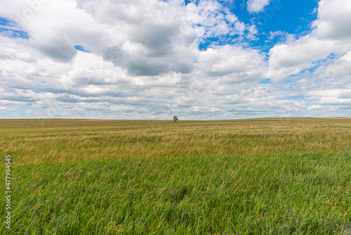 Wallpaper Mural A lonely tree in the distance, surrounded by a field. Summer landscape. The sky in the clouds Torontodigital.ca