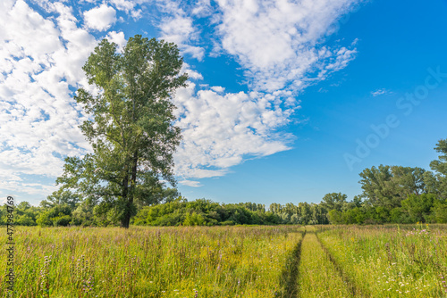 Wallpaper Mural Large lonely tree in the field. Traces of agricultural vehicles on the grass. Summer landscape Torontodigital.ca