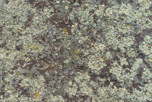 Wallpaper Mural Lichen crust on the stone as a natural background. Moss pattern and texture. Torontodigital.ca