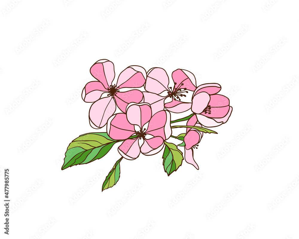 Blooming apple tree branch. Pink flowers. Vector illustration
