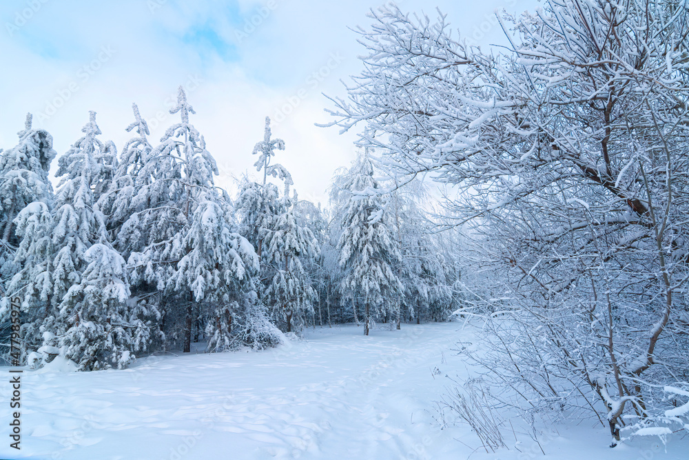 Fototapeta premium Winter forest Background. winter forest scenery. Scenic image of tree. Frosty day, calm wintry scene. Ski resort. Great picture of wild area