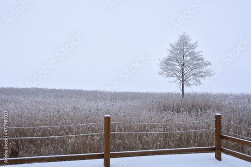 Fototapeta Naklejka Na Ścianę i Meble -  zima na Mazurach