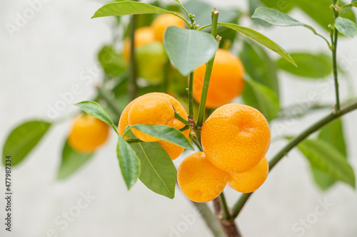 Fototapeta Naklejka Na Ścianę i Meble -  Ripe small orange fruits of indoor growing citrus plant Calamondin (Citrofortunella microcarpa, Citrus madurensis). Close-up with selective focus, copy space. A nice addition to the home interior