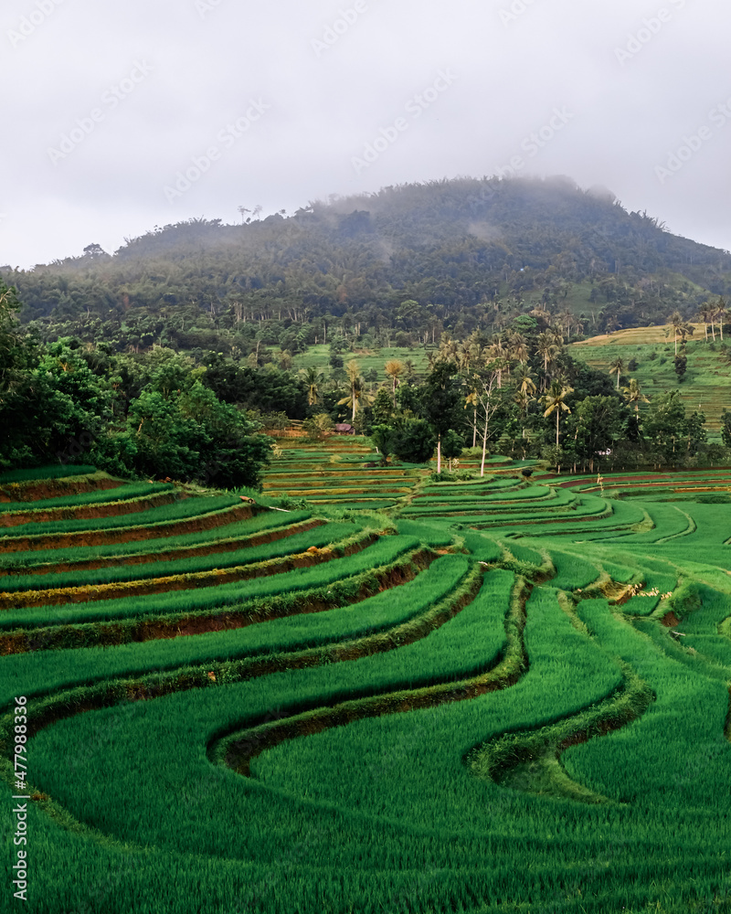 terraced rice field