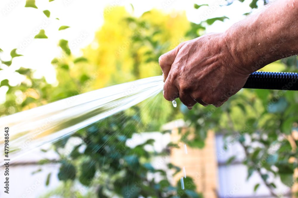 Man holding a hose for watering plants in vegetable garden. A powerful jet,  a stream of