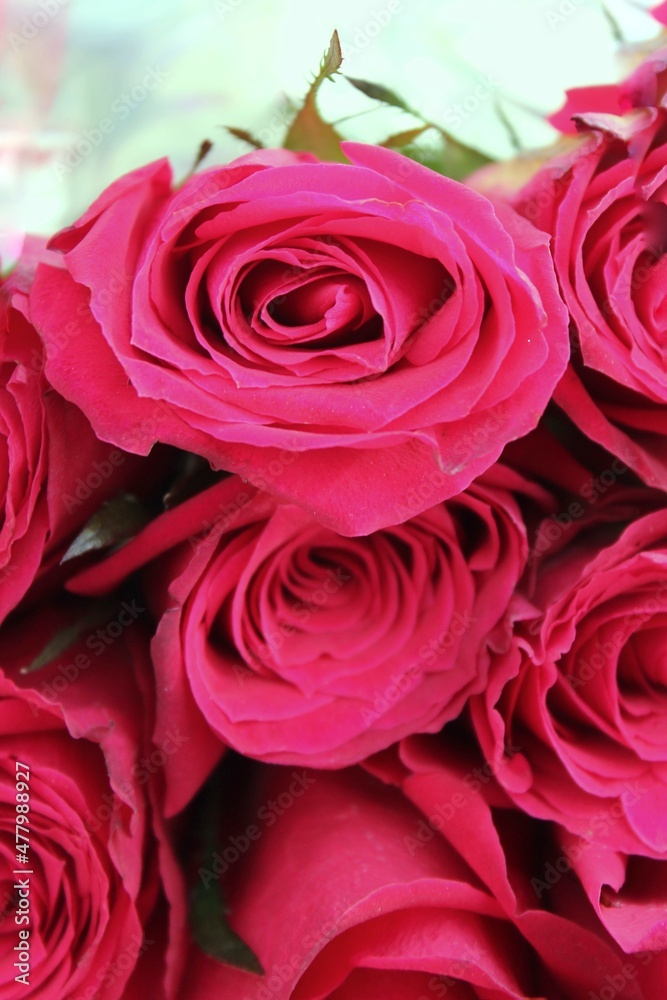 Fototapeta premium red roses bouquet