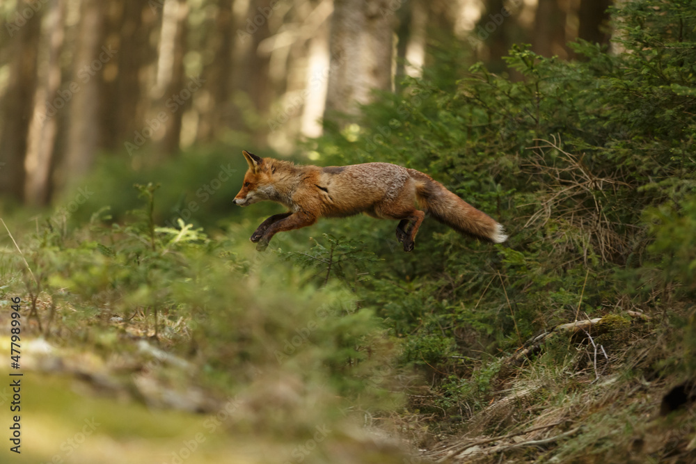 Rotfuchs im Wald Rotfuchs im Wald