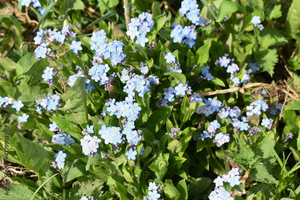spring in the garden spring in the garden