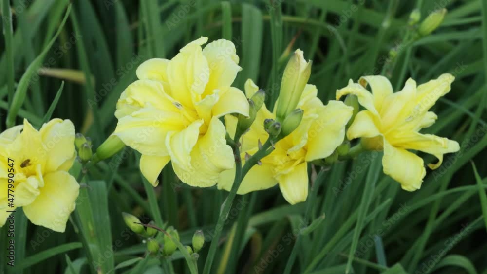 A beautiful light yellow Daylily, Hemerocallis on a windy evening in a lush garden in Estonian countryside, Europe A beautiful light yellow Daylily, Hemerocallis on a windy evening in a lush garden in Estonian countryside, Europe