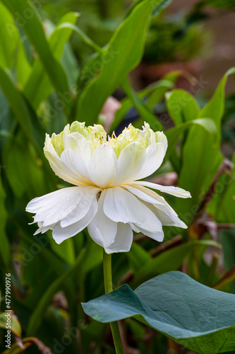 elegance white lotus blooming with green leaves. solf clean water lilly petal blossom peaceful