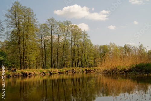 Fototapeta Naklejka Na Ścianę i Meble -  kajakowy spływ rzeką Pisą