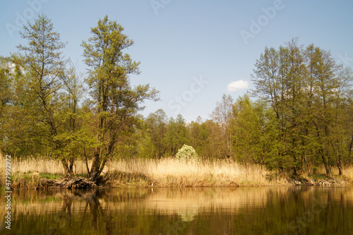 Fototapeta Naklejka Na Ścianę i Meble -  kajakowy spływ rzeką Pisą